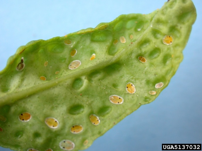 Egg shaped yellow nymphs on underside of a green leaf, leaf has egg shaped pits where nymphs have previously been