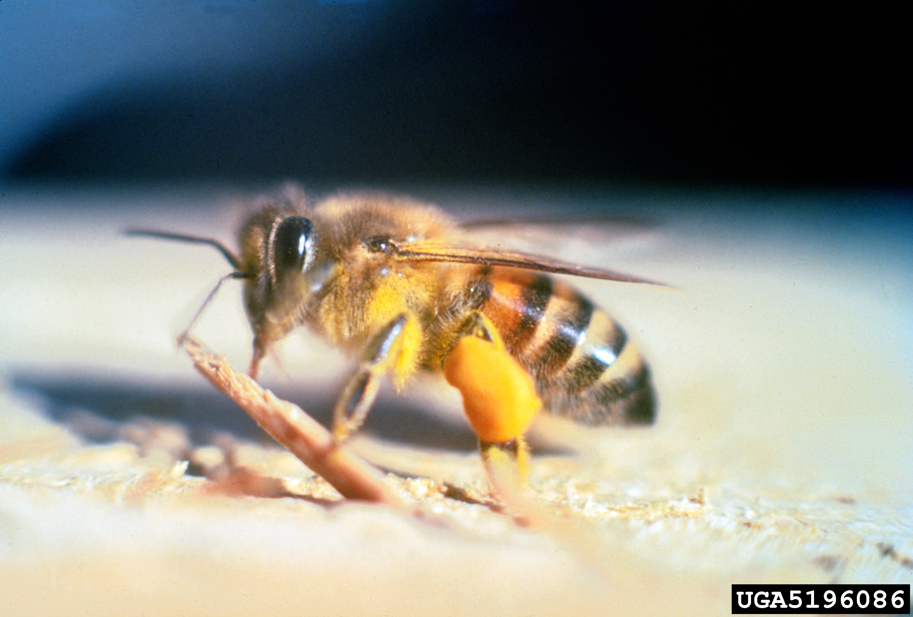 Africanised honey bees have a fuzzy thorax and black bands on abdomen 