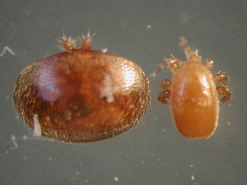 Comparison shows Varroa mite is twice size of tropilaelaps