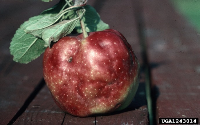 Red apple with a dimpled and sunken surface