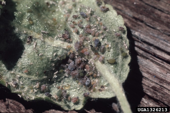 Apple leaf with colony of rosy apple aphids on upper side. Aphids are reddish brown to grey