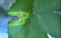 Green grape leaf with discoloured segments that are light greenish-yellow