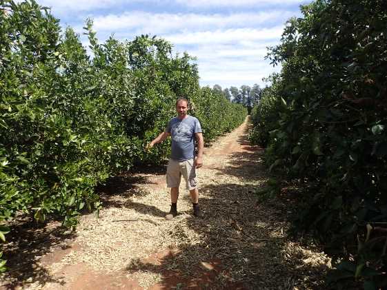 Tight rows of citrus