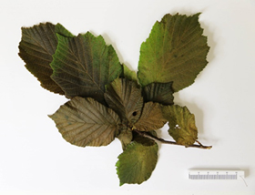 Leaves of a hazelnut plant that have mostly browned and are dying