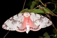 Female pink gypsy moth with wings expanded showing white and grey patterning of forewing and pink colouring of hindwing