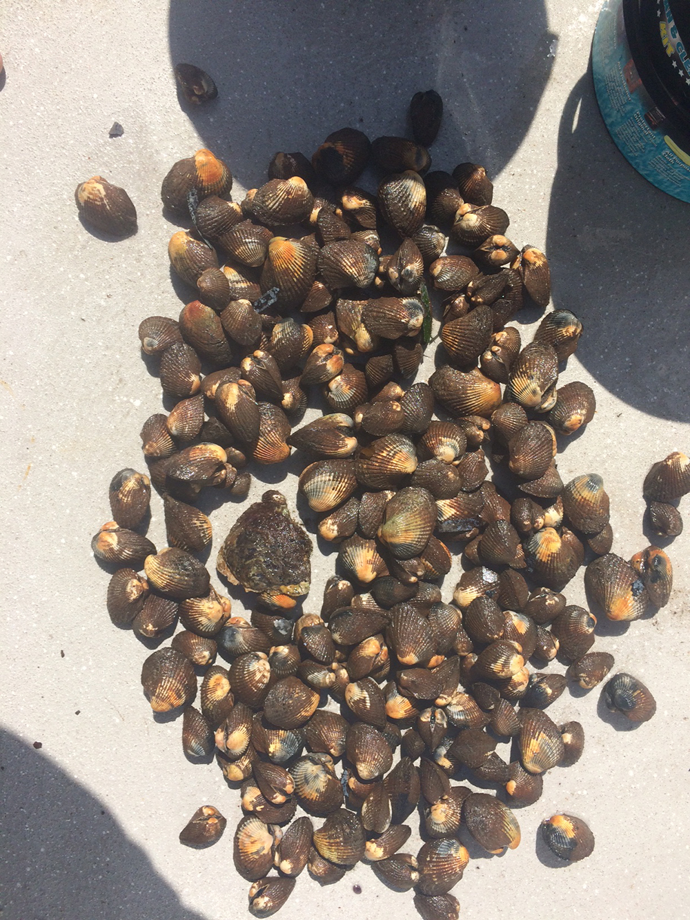 A large amount of cockles on the ground for the purpose of taking a photo