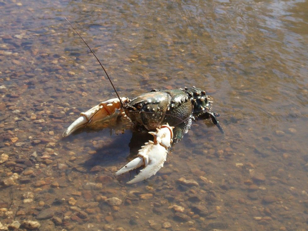 Murray Crayfish on the Murrumbidgee River