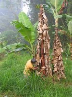 Blood disease evident on banana tree
