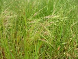 Chilean needle grass