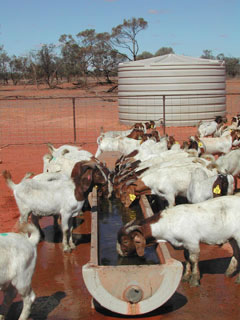 Boer goats from south-east Queensland and central and eastern NSW at 'Bushley Station' near Wilcannia.