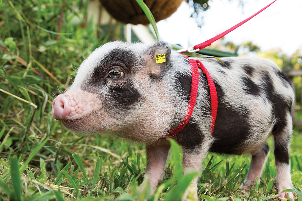 A pink and black piglet is standing and an ear tag is present.