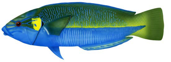 Elegant wrasse