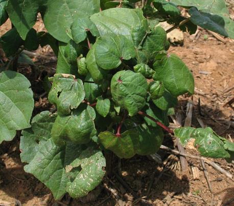 A cotton plant in a field with leaves that are curled over, next to a healthy plant that has large flat leaves