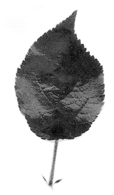 Merton 778 leaf