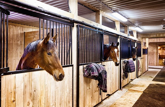 horses in stables