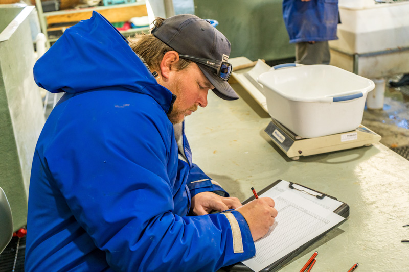 Research work at Gaden Trout Hatchery.