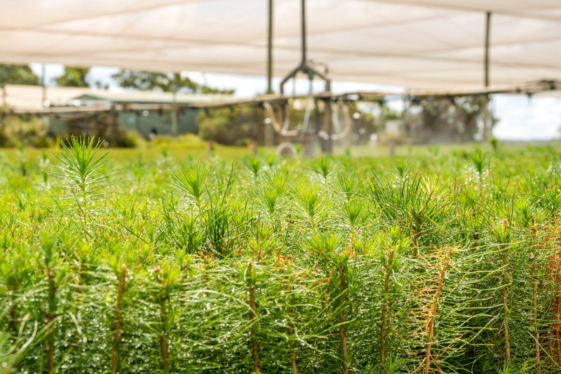 Grafton Production Nursery