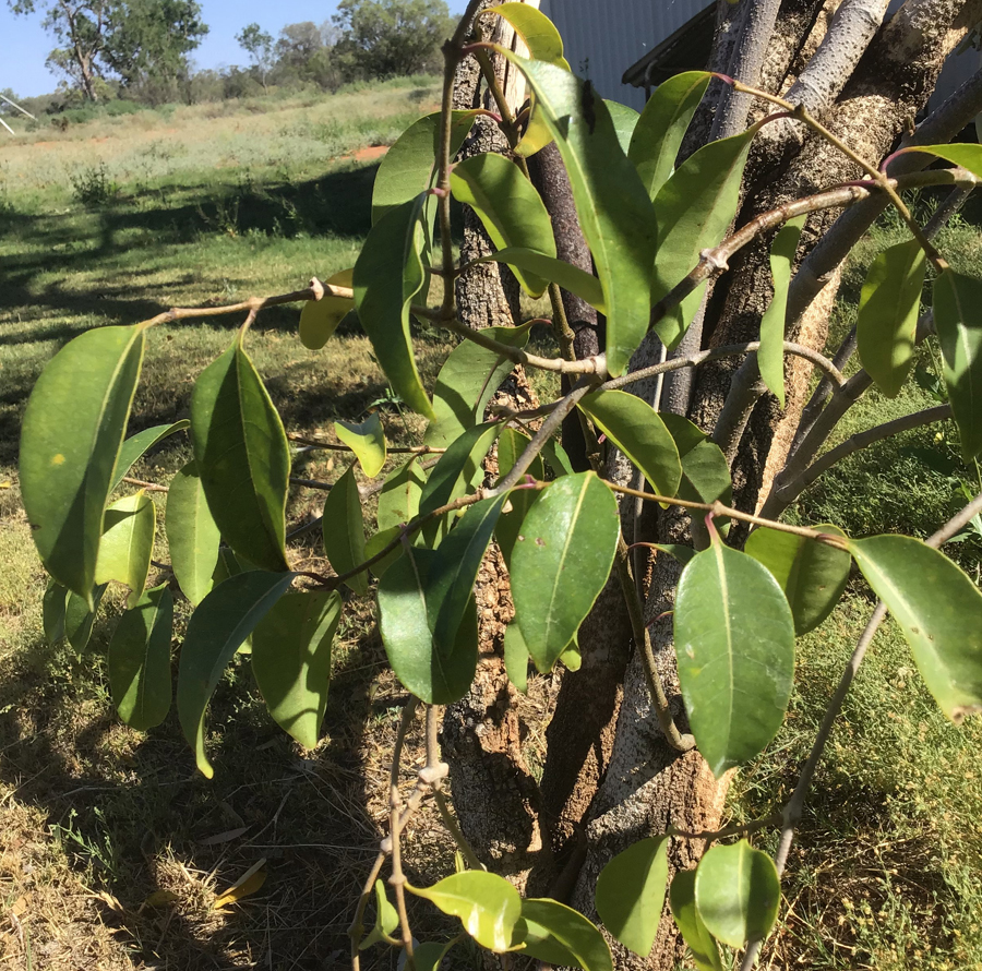 Warroo rubber vine