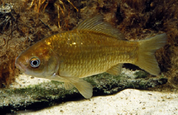 Goldfish Carassius auratus. Photo Gunther Schmida