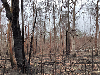 Royal Camp State Forest after bushfire
