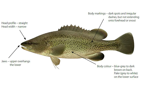 How to identify a trout cod
