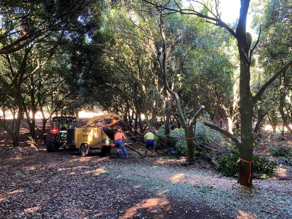 Men remove limbs from macadamia trees to feed in to mulcher