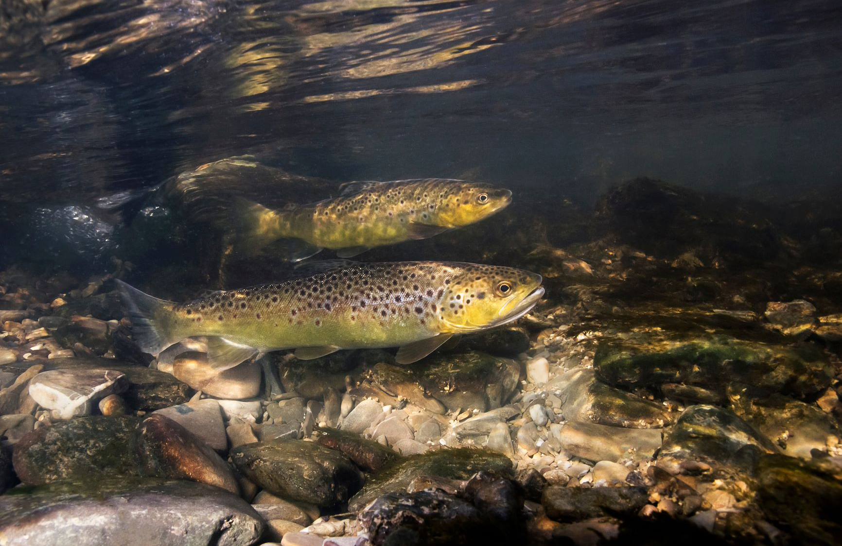 two brown trouts in freshwater