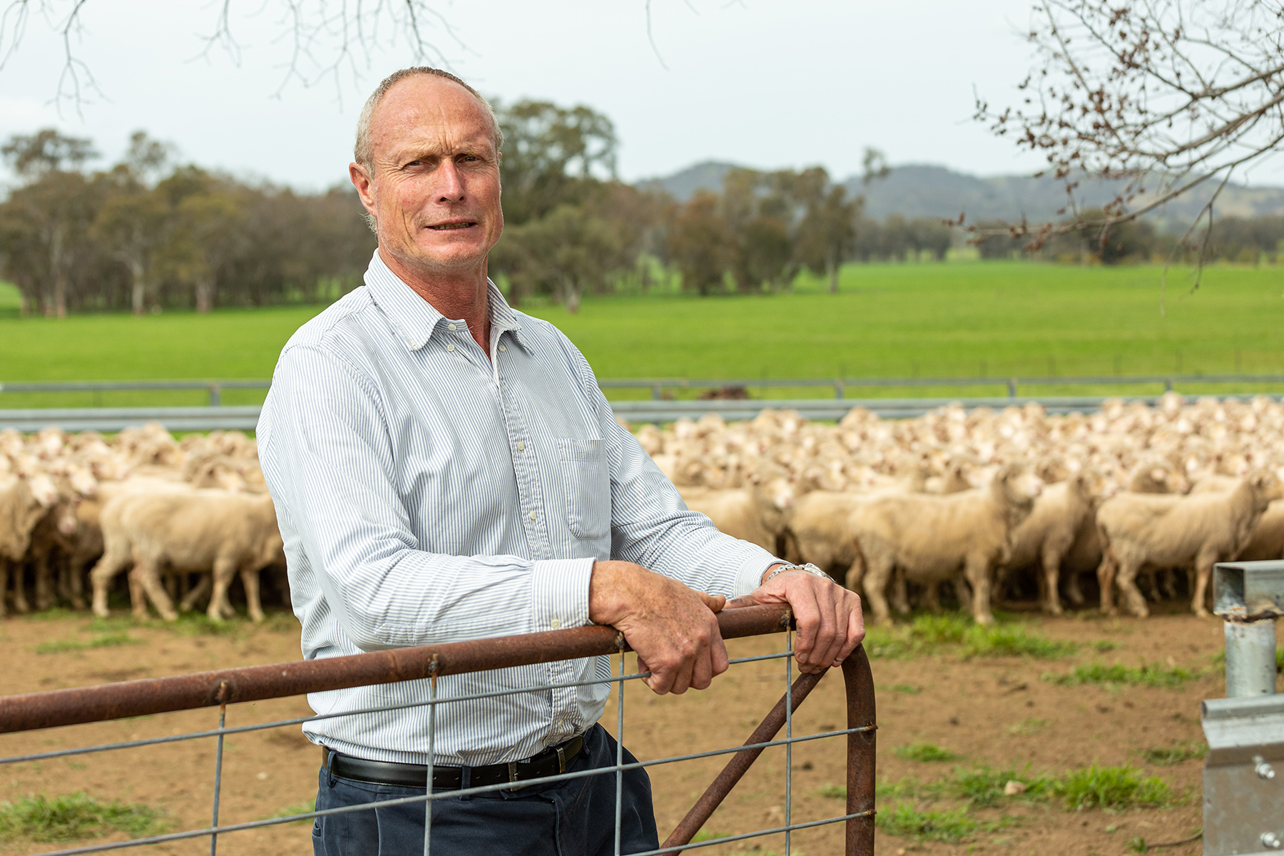 Incoming chair of the NSW Footrot Steering Committee Derek Schoen, aims to improve footrot management outcomes in sheep flocks across the state