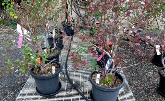 Figure 3: Shows the effect of ammonium on canopy greening.  The plant on the left was sprayed weekly for several weeks with a solution containing                                                                                                                                                                                                                            ammonium, and has green leaves, while the plant on the right was sprayed only with water, and has stressed red leaves.