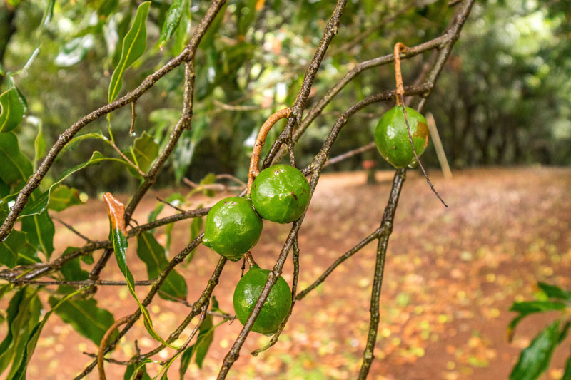 Macadamia tree