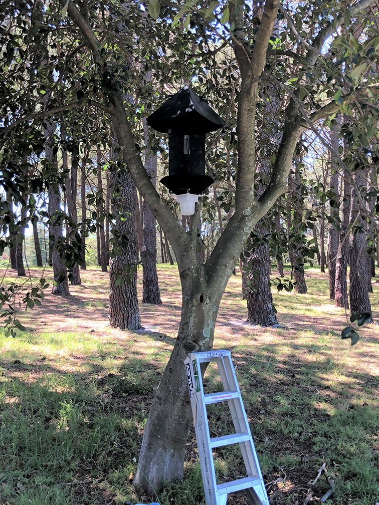 Insect trap installed in a tree