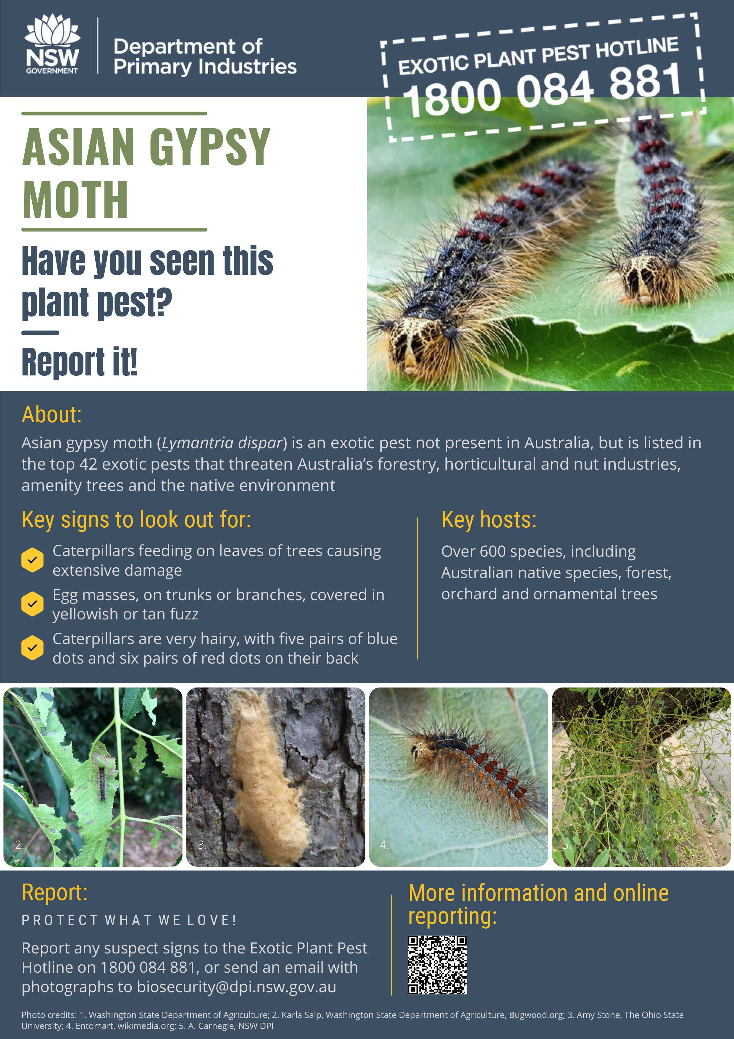 Asian gypsy moth Factsheet