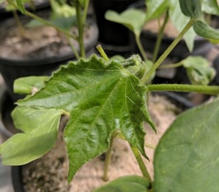 closeup of cotton leaf with curled margins due to herbicide damage
