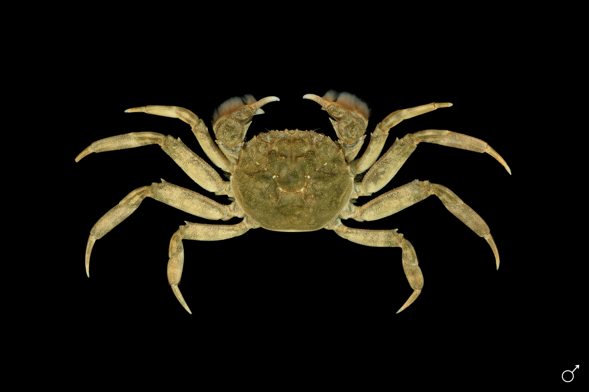 Chinese mitten crab