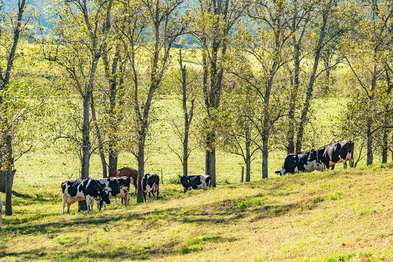 Cows on a sunny hillside
