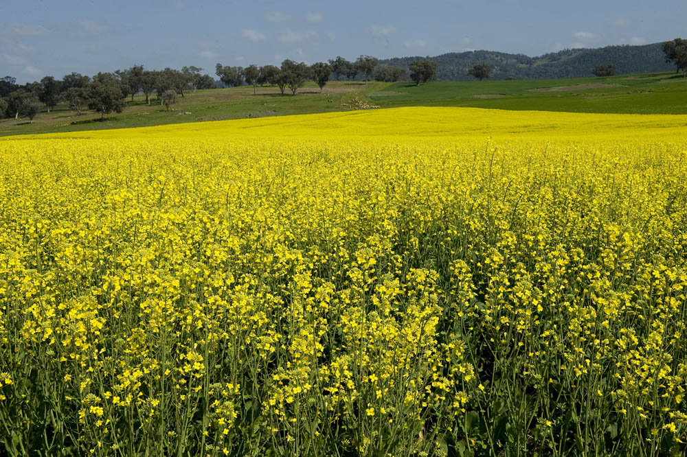 Canola field