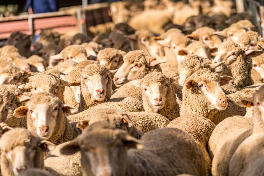 Flock of sheep up close