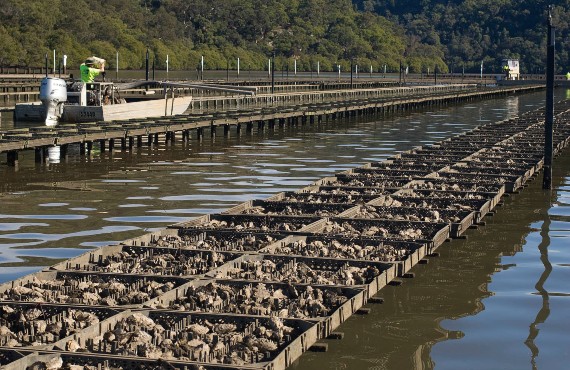 Aquaculture lease with oyster trays and oyster work punt