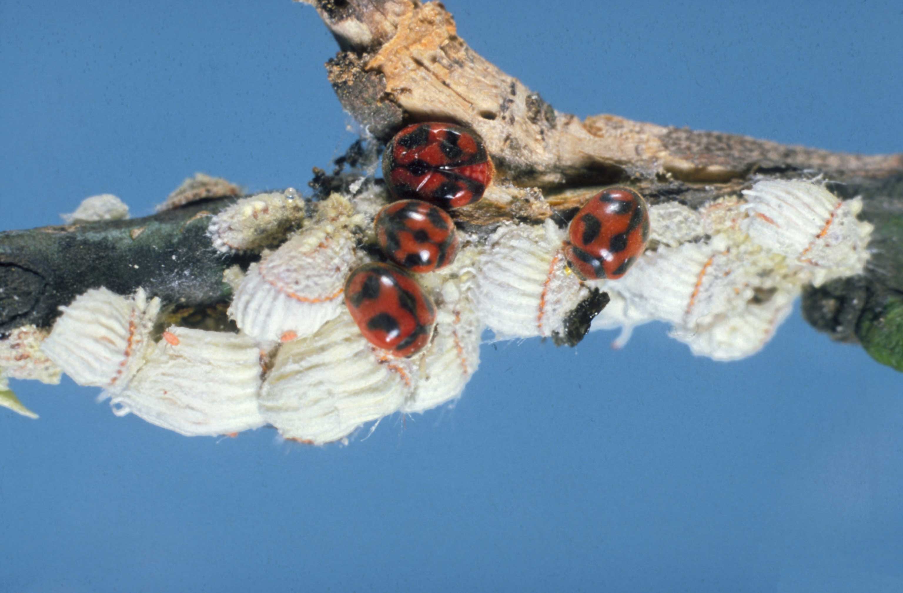 Figure 4. Vedalia beetle (Rodolia cardinalis) attacking cottony cushion scale (Icerya purchasi). Photo: JW Lotz, Florida Department of Agriculture and Consumer Services, Bugwood.org.