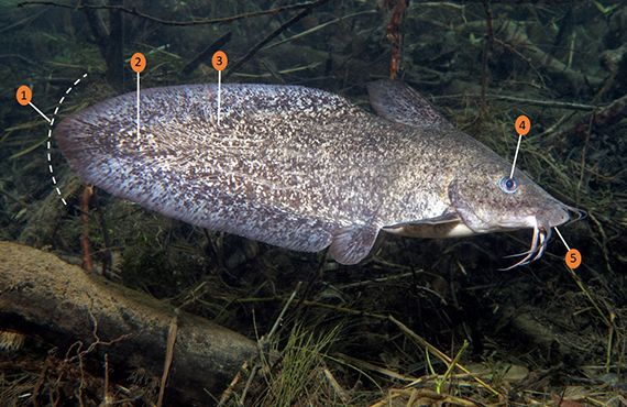 How to ID an Eel Tailed Catfish (Photo: B. Vercoe)