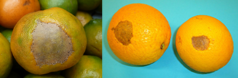 Figure 4. Katydid damage to mature fruit.