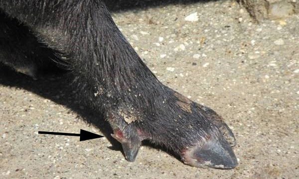 A wild pig with sores on trotter.