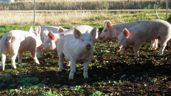 A group of pink pigs