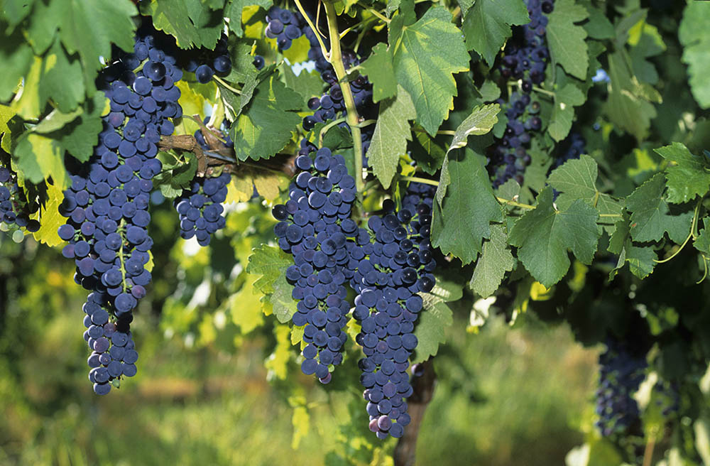 grapes on the vine