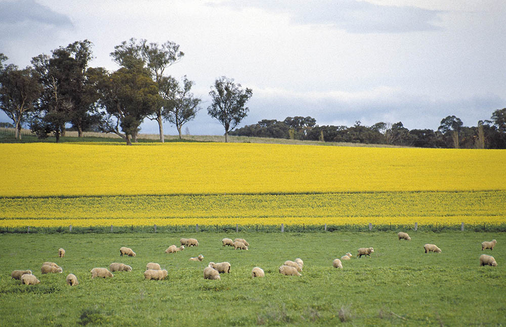 Oilseed sheep