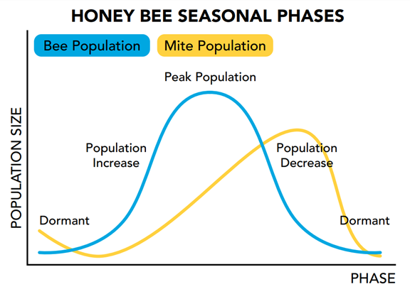 Honey bee seasonal phases