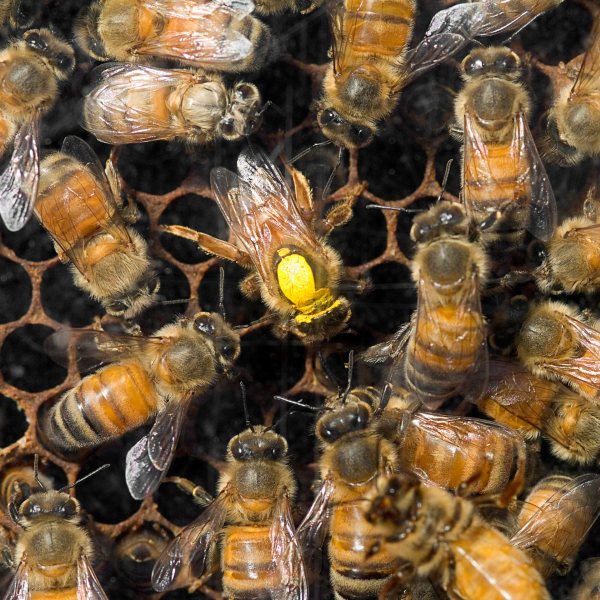 Bees in comb