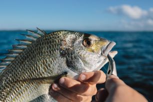 Bream with pliers