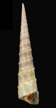 Native screwshell, Gazameda species