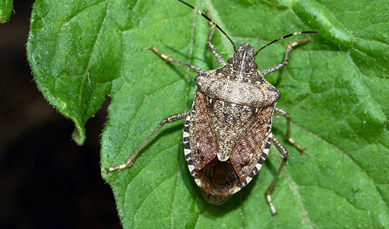 Brown marmorated stink  bug - Credit to DPI